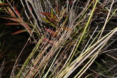 Schoenus gracillimus