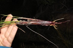 Schoenus gracillimus