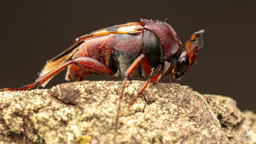 Macrosiagon ukereweana