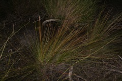 Schoenus gracillimus