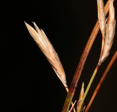 Schoenus gracillimus