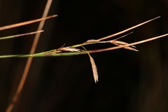 Schoenus gracillimus