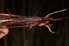 Schoenus gracillimus