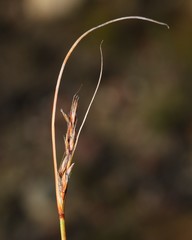 Schoenus pseudoloreus