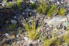 Schoenus pseudoloreus