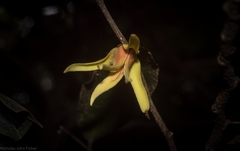 Meiogyne stenopetala