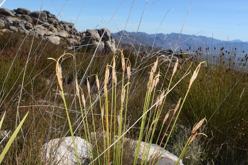Whitesheath Veldrush (Schoenus albovaginatus)