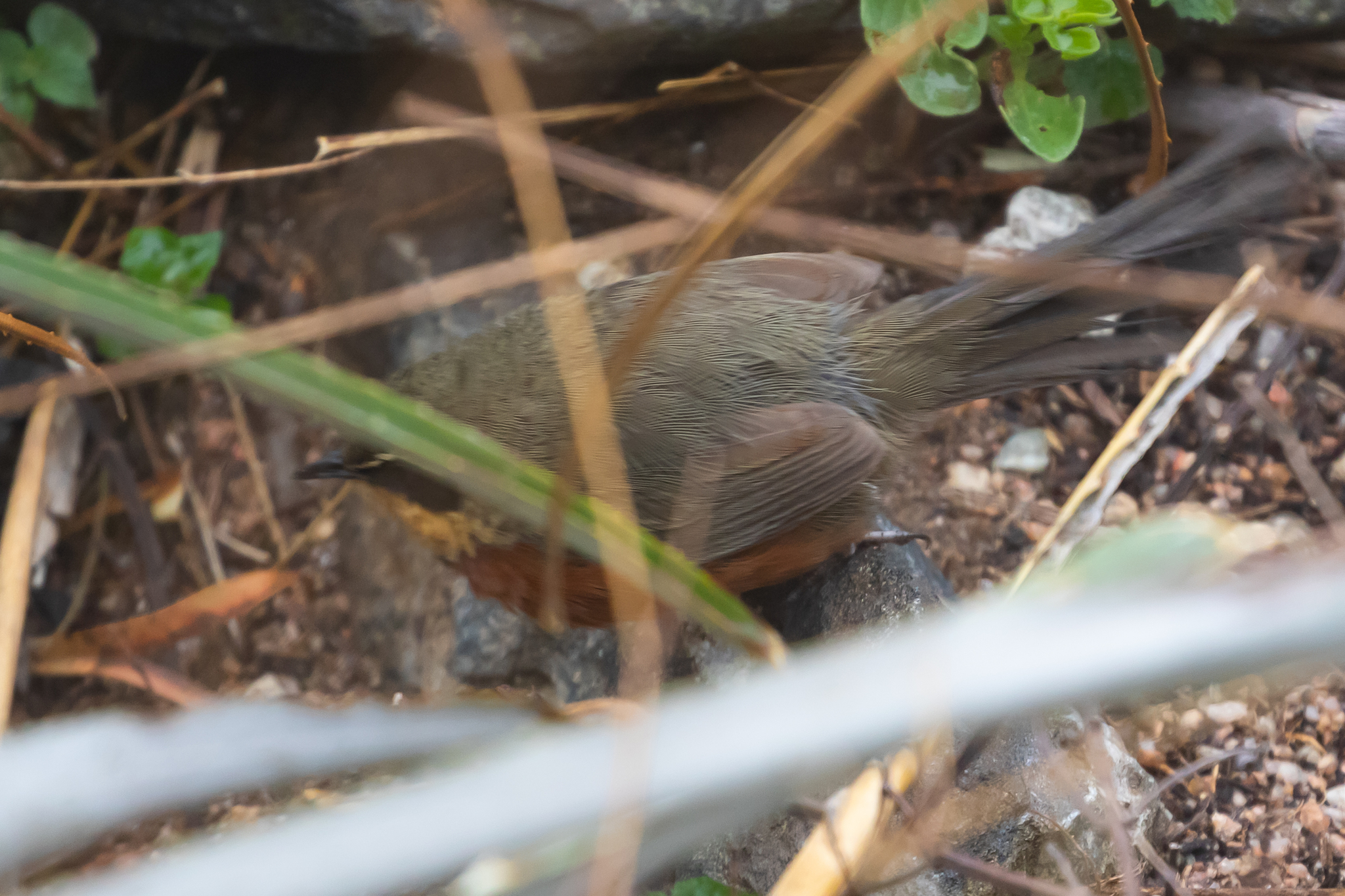 Olive-crowned Crescentchest (Melanopareia maximiliani), photo 10