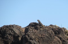 Sceloporus zosteromus