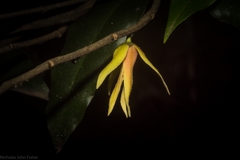 Meiogyne stenopetala