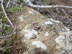 Batrachoseps major major