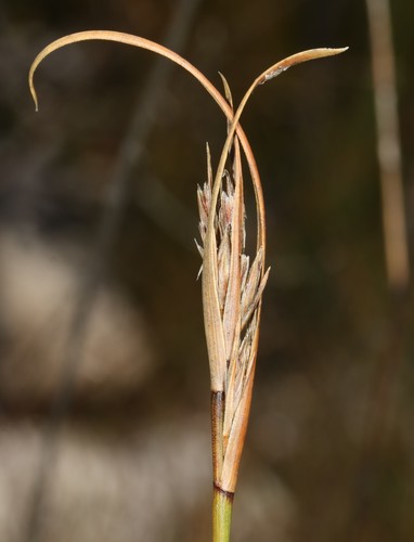 Image of Schoenus albovaginatus by (c) Brian du Preez, some rights reserved (CC BY-SA)