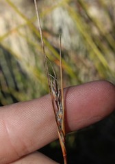 Schoenus pseudoloreus