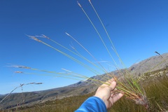 Schoenus pseudoloreus