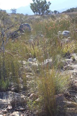 Schoenus pseudoloreus