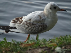 Chroicocephalus ridibundus