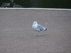Larus argentatus