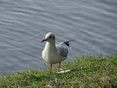 Chroicocephalus ridibundus
