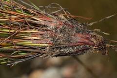 Schoenus pseudoloreus