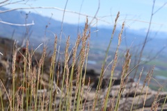 Schoenus cuspidatus