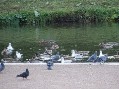 Columba livia