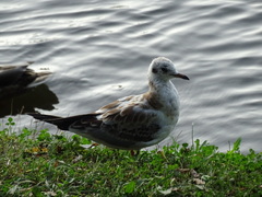 Chroicocephalus ridibundus