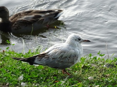 Chroicocephalus ridibundus