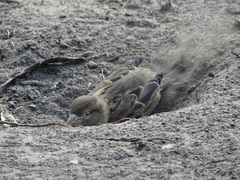 Passer domesticus