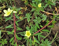 Ludwigia adscendens diffusa