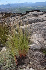 Schoenus cuspidatus