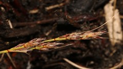 Schoenus cuspidatus