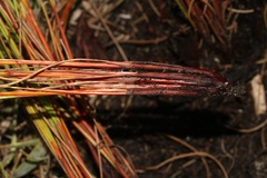 Schoenus cuspidatus