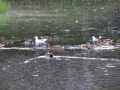 Anas platyrhynchos