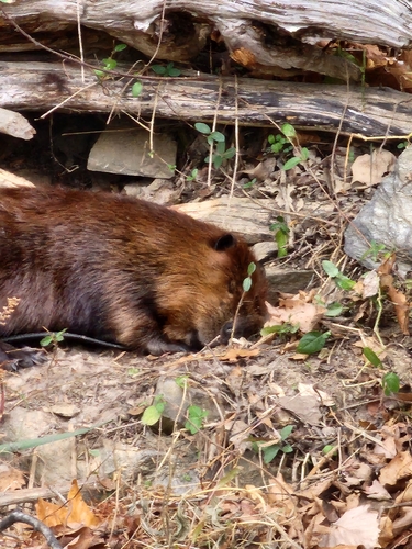 American Beaver