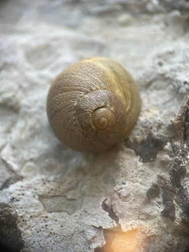 Garden Snail