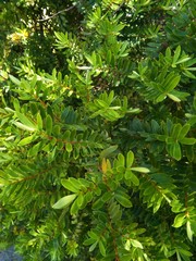 Veronica diosmifolia