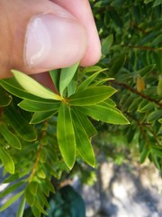 Veronica diosmifolia