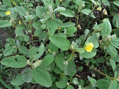 Melhania forbesii