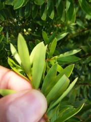 Veronica diosmifolia