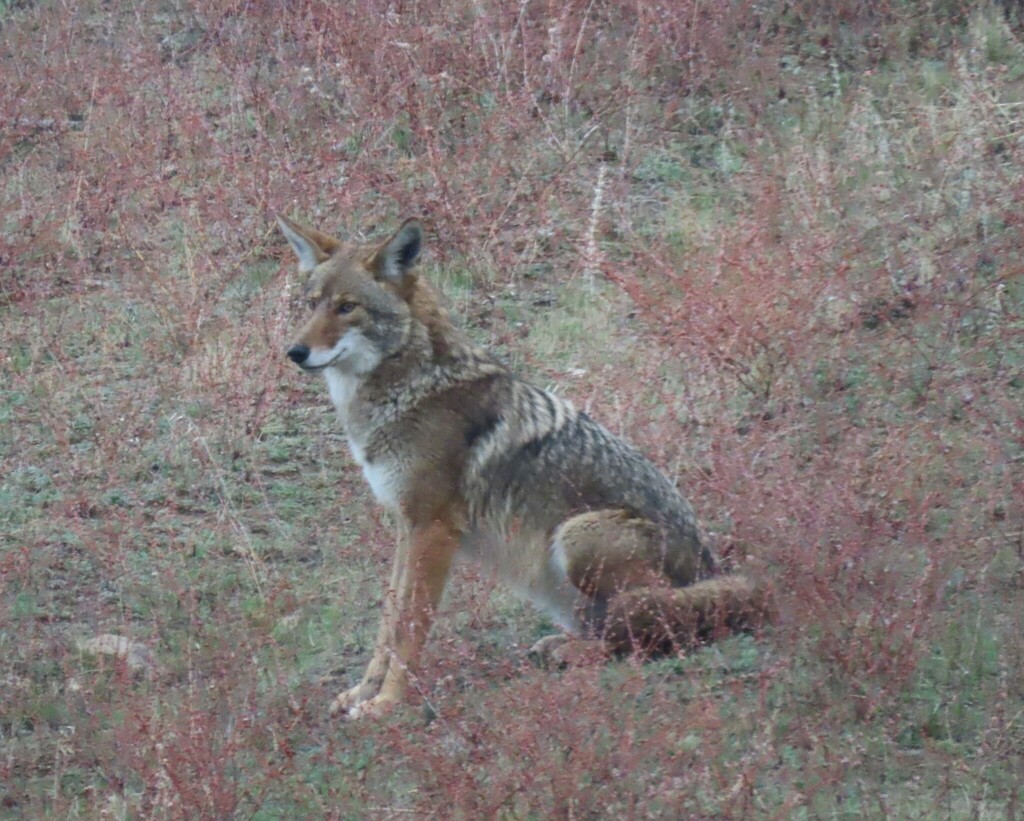San Pedro Martir Coyote