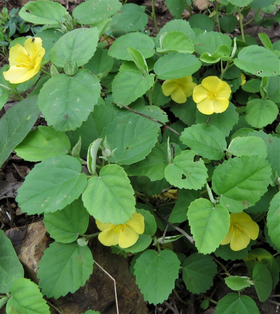 Melhania suluensis