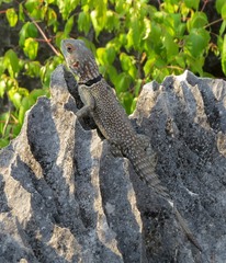Oplurus cuvieri