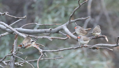 Zebra Finch