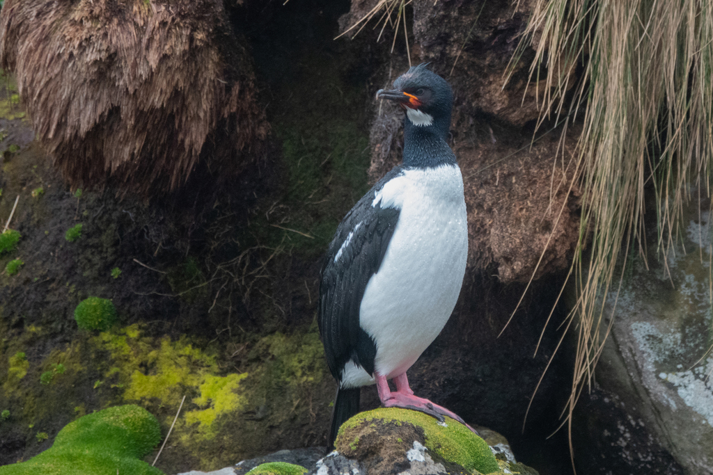 Campbell Islands Shag (Leucocarbo campbelli) photo