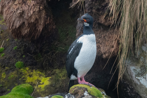 Campbell Island Shag