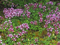 Thymus alpestris