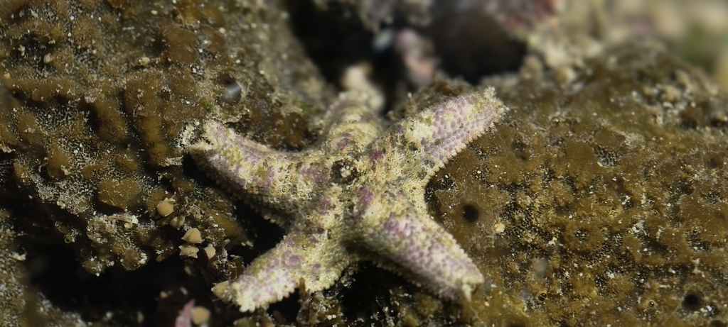 Aquilonastra cepheus