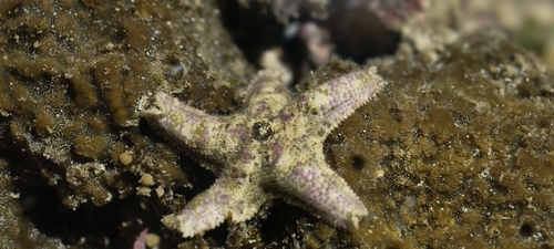 Aquilonastra cepheus