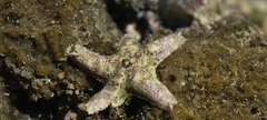 Aquilonastra cepheus