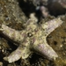 Aquilonastra cepheus